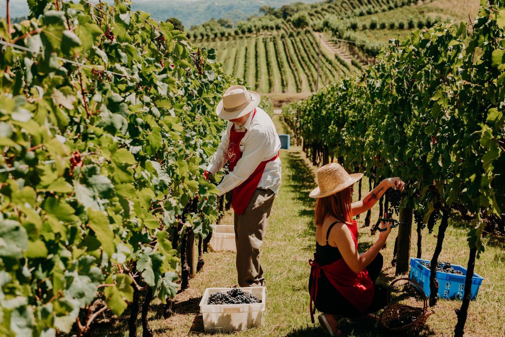 Spa Do Vinho Condominio Vitivinicola Bento Goncalves Ngoại thất bức ảnh Harvesting grapes in the Okanagan Valley